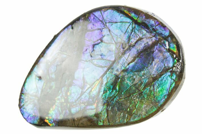 Iridescent Ammolite (Fossil Ammonite Shell) - Alberta #357527